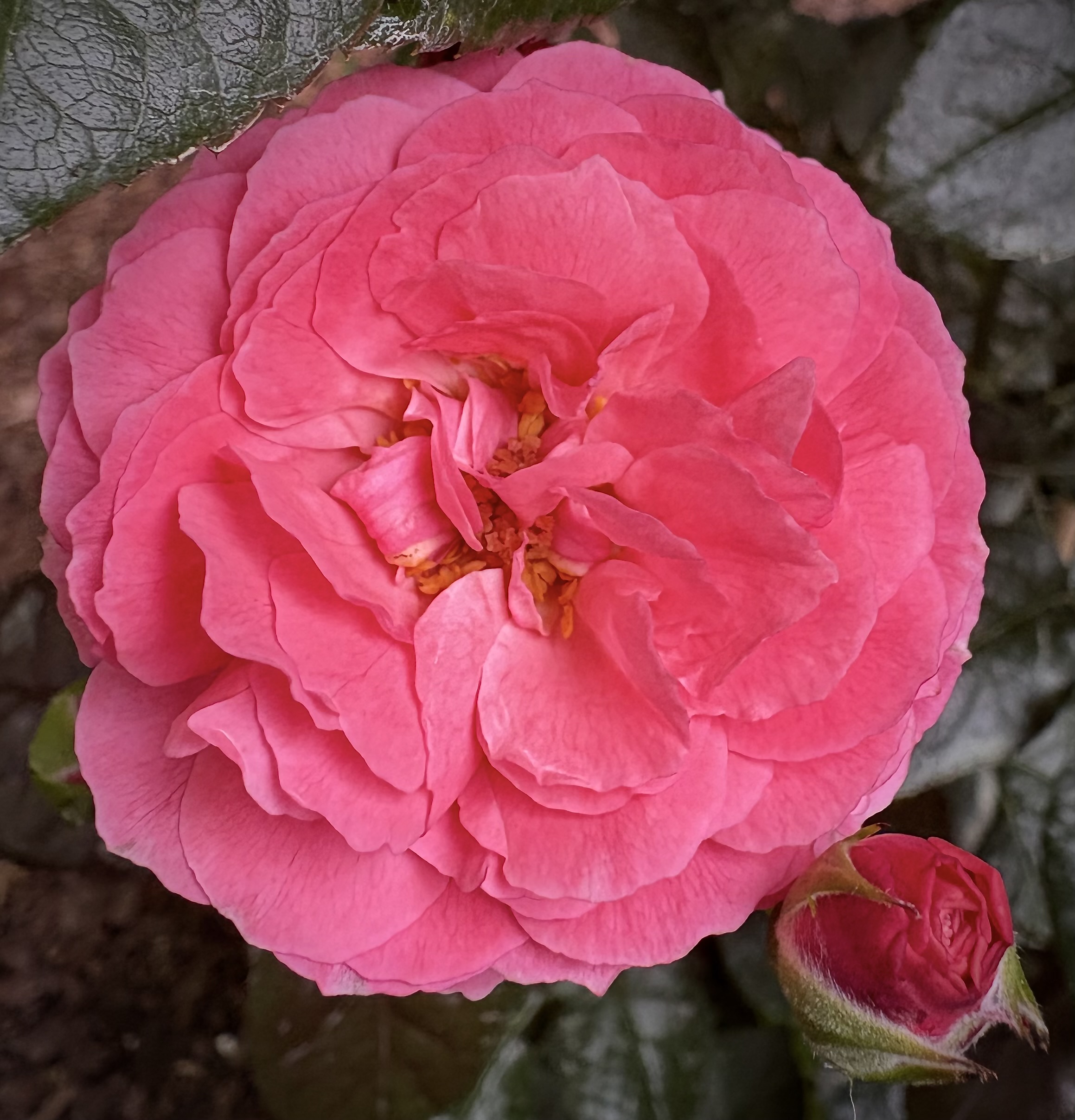 Penelope Lively English shrub rose from David Austin with deep pink blooms